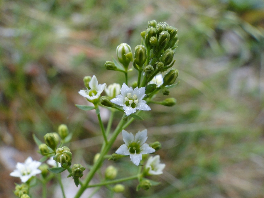 Thesium bavarum  / Linaiola bavarese